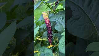 Pokeberry 😍pokeweed American phytolacca pokeweed pokeberry berry nature shortvideo [upl. by Nahc]