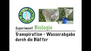 Experiment Biologie – Transpiration – Wasserabgabe durch die Blätter [upl. by Neall]