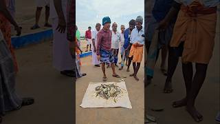 🐠🐟 Adaa adaaa daaa super fresh fish auction at mallipattinam harbour seafood fishing prawns [upl. by Moskow]