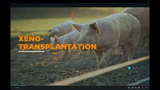 Xenotransplantation Using Porcine Kidneys to Solve the Organ Shortage [upl. by Aniweta]