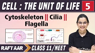 Cell  The Unit of Life 05  Cytoskeleton  Cilia  Flagella  Class 11NEET  RAFTAAR [upl. by Gratianna]