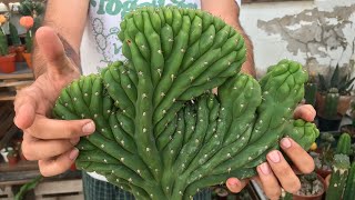 Reproduciendo CACTUS CRESTADOS  Paso a paso  Trichocereus pachanoi 🌵🐉 [upl. by Alwyn]