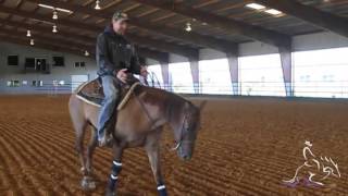 When To Put Sliders On Your Horse amp Stopping Cues  Ruben Vandorp [upl. by Nimzay947]