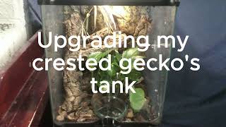 Upgrading my crested geckos tank [upl. by Hgielac]