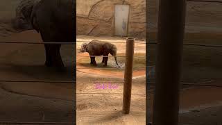 Opel Zoo elefant funny [upl. by Led880]