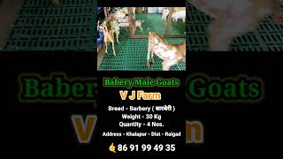 Top Quality Barbery Male Goats shortvideo youtubeshorts goatfarming barberygoats shorts [upl. by Catima]