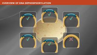 The Mechanism Dephosphorylation [upl. by Edurtreg239]