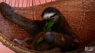 A Throne Fit for a Sloth Queen  Meet the Sloths [upl. by Paver890]