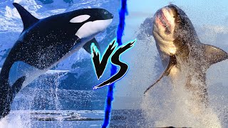 Great White Shark VS Killer Whale  Who Wins ⚔️🔥 [upl. by Zetrom]