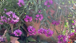 Sweet Alyssum Plant Profile [upl. by Htennaj781]