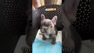 Cutest Puppy Moments That Will Make You Say OMG ❤️ Episode 9 shorts cutedogs puppy doggo [upl. by Yared958]