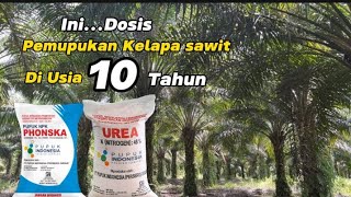 Dosis Pupuk Sawit Umur 10 Tahun  Pupuk urea Dan NPK Phonska [upl. by Cave170]