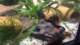 Apistogramma Agassizii Fire Red Spawning [upl. by Attiuqaj713]