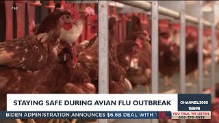 What you need to know amid avian flu outbreak among animals [upl. by Halona]