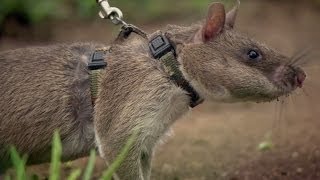 Rats Save Humans From Landmines  Extraordinary Animals  Series 2  Earth [upl. by Mindi]