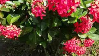 Ixora coccinea West Indian Jasmine Perennial Flower Plant [upl. by Nodababus]