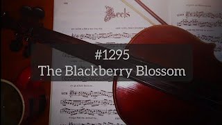 1295  The Blackberry Blossom reel [upl. by Tlevesor]