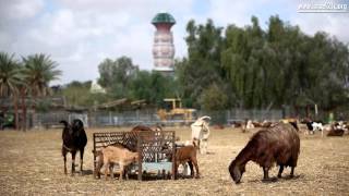 Postcard from Israel Israels Desert Kibbutzim [upl. by Inimod]