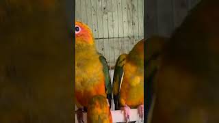 Sun conure beautiful parrot birds adults pair s [upl. by Nnov]