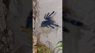 Caribena Versicolor Martinique Pinktoe Tarantula Spider Real Beast 😵 8 Month old [upl. by Ramunni]