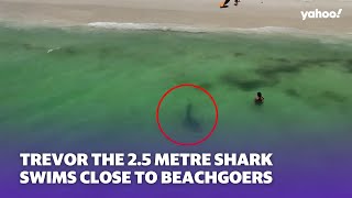 25metre tiger shark swims peacefully by beachgoers  Yahoo Australia [upl. by Reinnej653]