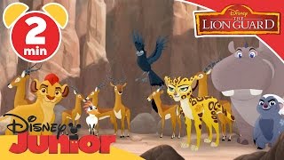 The Lion Guard  The Call of the Drongo  Disney Junior UK [upl. by Landon]