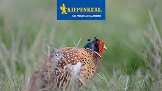 Hegemeister Kiepenkerl  Saatgut für Wildacker und Bienenweiden [upl. by Dorice]