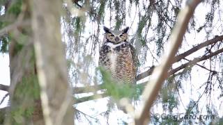 Great Horned Owl  Bergen County NJ [upl. by Norihs]