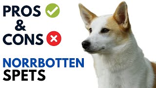 Norrbottenspets Pros and Cons  Norrbottenspitz Advantages and Disadvantages [upl. by Atinaujnas]