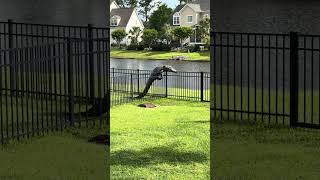 Alligator Struggles to Climb Over Fence  1499331 [upl. by Roth]