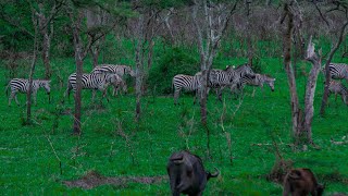 RANGELAND TREKS  MBURO NATIONAL GAME PARK [upl. by Armilla]