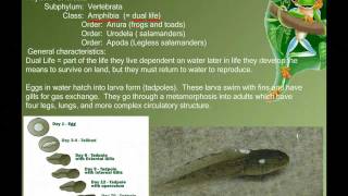 Vertebrate Diversity Amphibians [upl. by Ahsart]