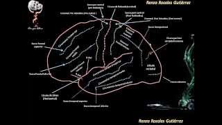 Neuroanatomia Atlas  Hemisferios cerebrales  parte 1 [upl. by Talanian]