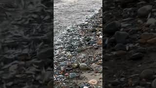 Sprats on the shoreline IOM fish georgeharrison sprat beach shore nature wildlife lowtide [upl. by Eustace838]