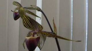 Paphiopedilum rothschildianum in bloom video [upl. by Balas]