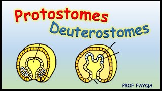 Protostomes Vs Deuterostomes [upl. by Pattani]