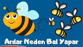 Arılar Neden Bal Yapar Arılar Olmazsa Ne Olur Arı Neden Önemli Arılar Nasıl Bal Yapar Okul Öncesi [upl. by Nerac]