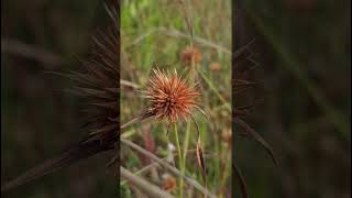 Rhynchospora wightiana Cyperaceae family nature trending flowers trending garden [upl. by Grier]