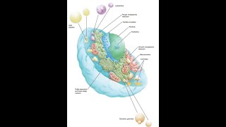 5 General HistologyNucleusfor dental students [upl. by Perlie693]