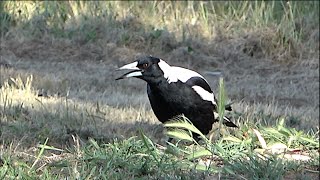 Magpie confronts Lizard [upl. by Airual]