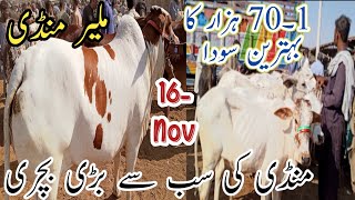 Malir Mandi Karachi Cattle Rates Update Tuesday  12Nov2024  Naseeb ka sodai [upl. by Emsoc]