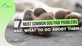 Dog Paw Problems 7 Most Common Issues and What to Do About Them [upl. by Ymmac]