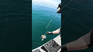 Lingcod Fishing in Washington 🎣 pnw fishing [upl. by Assirahc]