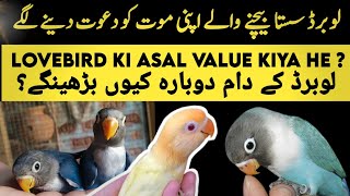 Lovebird sasta bechne wale ruk jaen  love birds price kab barhe gi   lovebird rate down issue [upl. by Naiditch]