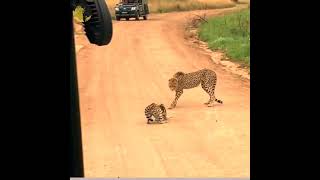 wild cats  Serval Vs Cheetahs fight shorts wildcatsinfoyoutubeshorts wildlifephotography [upl. by Bjorn]