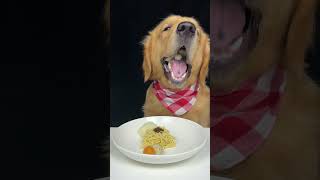 I could eat nonstop Golden Retriever Oh my god that smells awesome [upl. by Libyc]