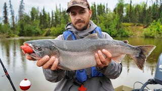 Catching Wild Coho Salmon with Homemade Bait [upl. by Edholm]