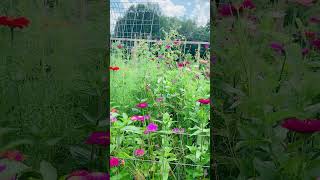 Beautiful zinnias in my garden nature relaxing garden flowers [upl. by Nnylyram]