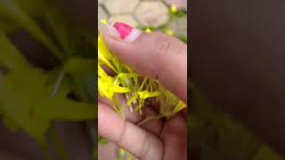 Marigold seeds song beautiful flowers shots youtubeshorts [upl. by Nataline]