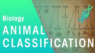 Animal Classification  Evolution  Biology  FuseSchool [upl. by Evelinn568]